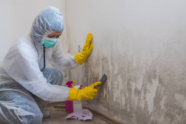 Best Industrial Mold Remediation  in Williamson, WV