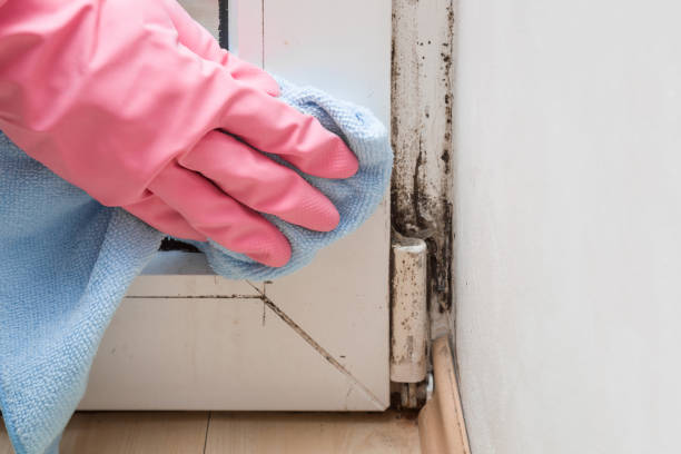 Mold Odor Removal Services in Williamson, WV